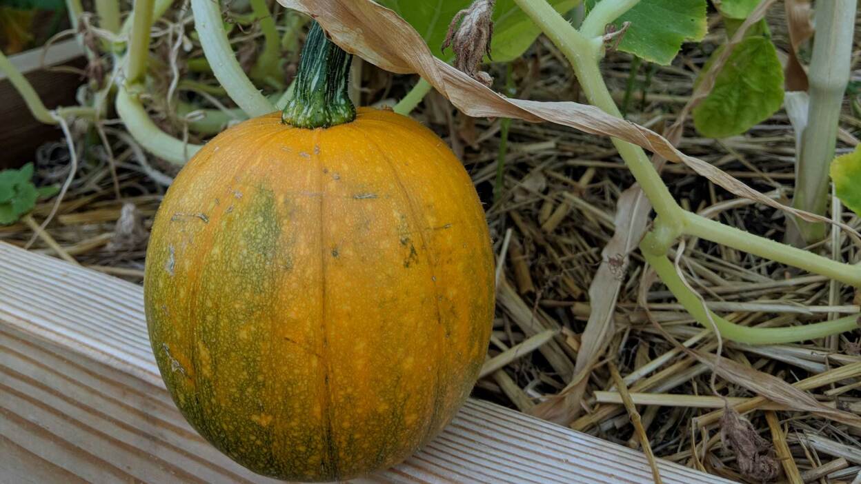 Samsung Galaxy Tab S10 FE