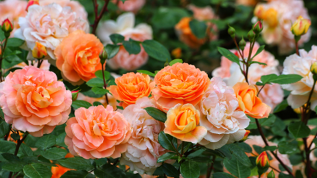 Samsung Galaxy Tab S10 FE