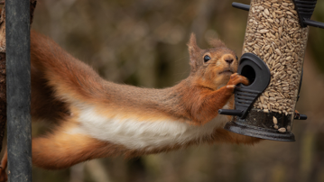 Samsung Galaxy Tab S10 FE