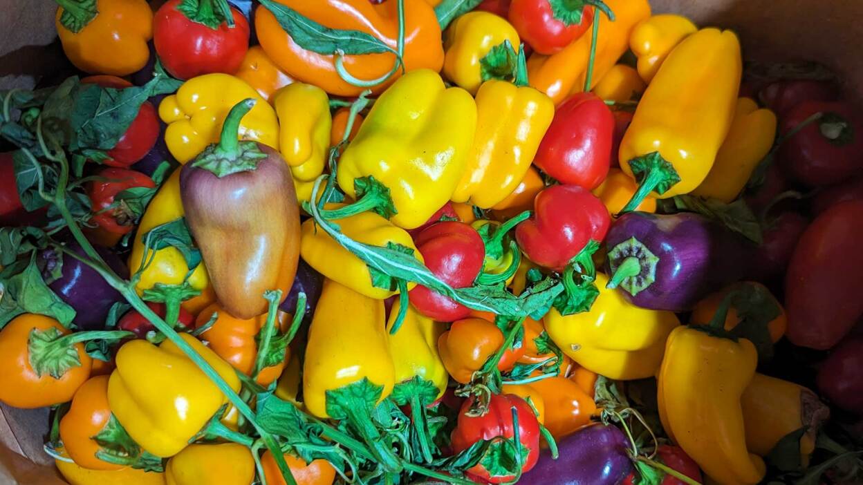 Samsung Galaxy Tab S10 FE