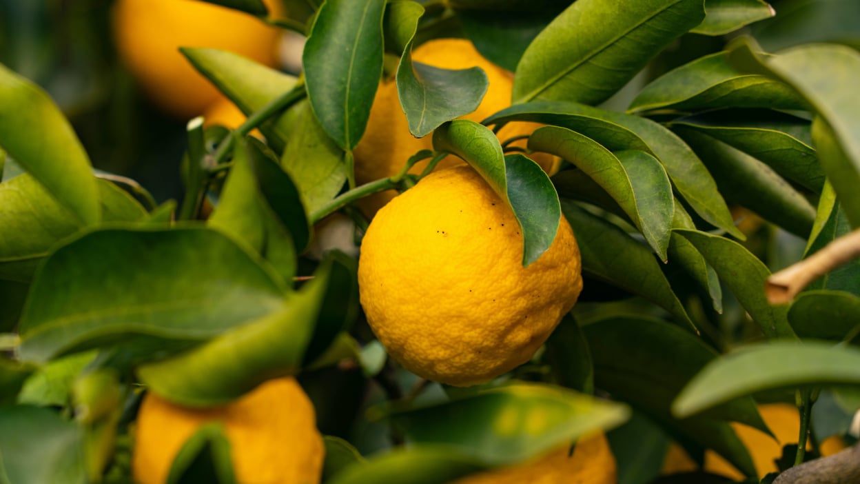You Should Prepare Your Citrus Trees Now for Winter