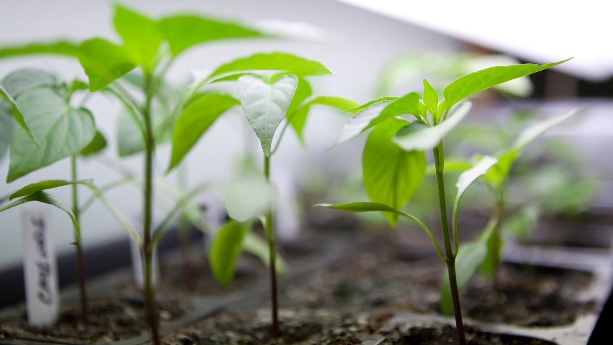 Everything I'm Seeding in February