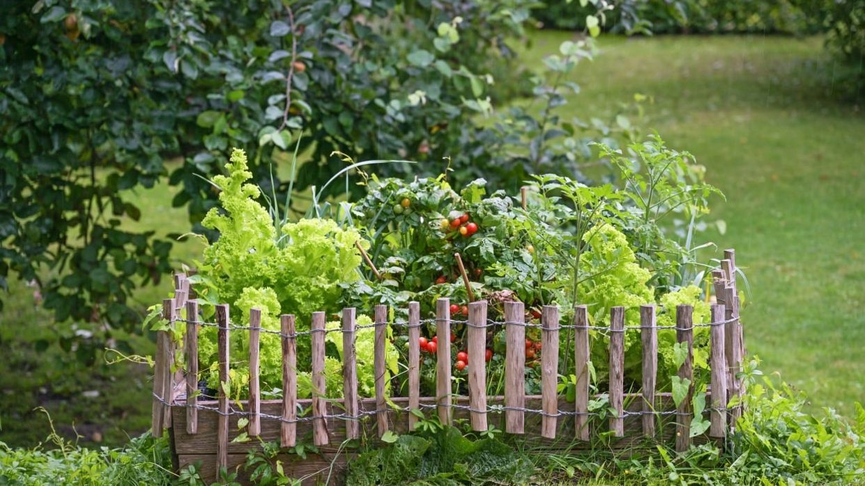 Don't Plant These Vegetables Close Together