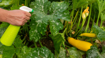 Samsung Galaxy Tab S10 FE