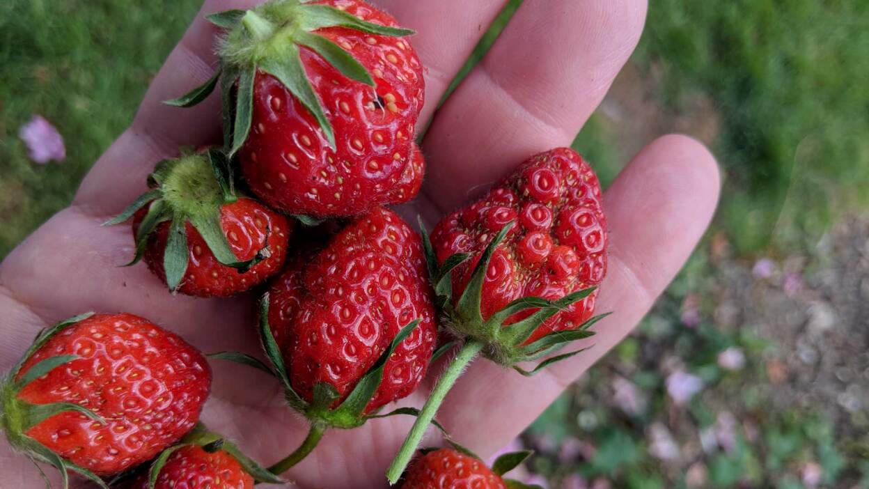 Samsung Galaxy Tab S10 FE