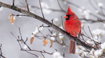 Samsung Galaxy Tab S10 FE