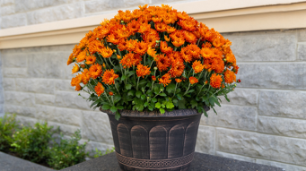 Five Easy Plants You Should Bring Your Hosts for Thanksgiving