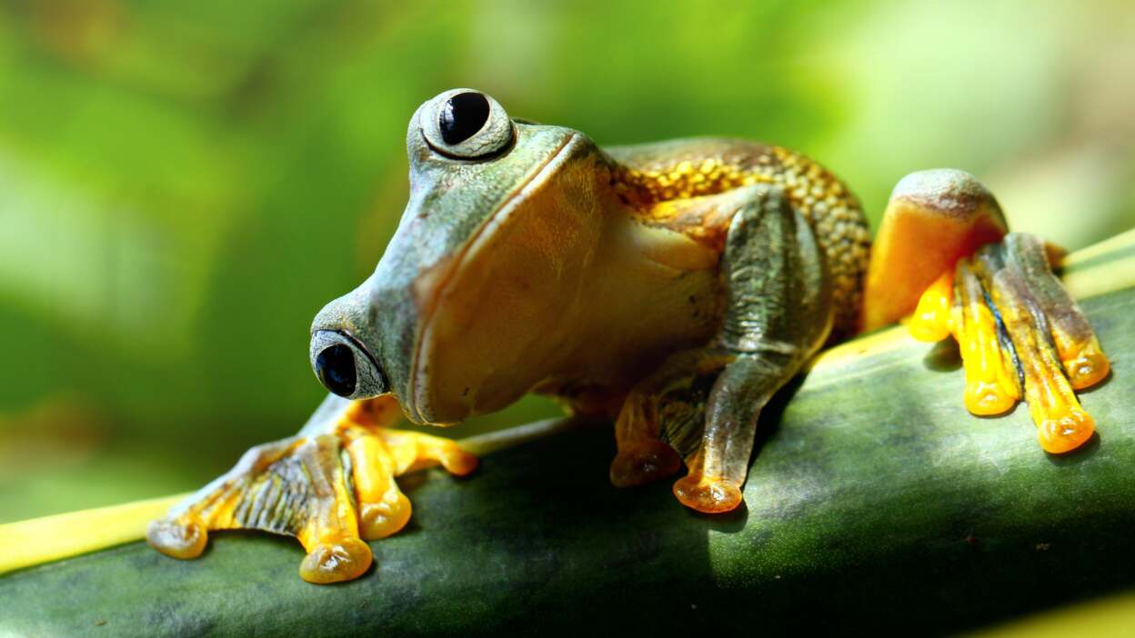 Samsung Galaxy Tab S10 FE