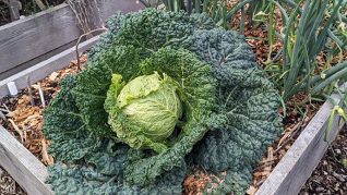 Samsung Galaxy Tab S10 FE