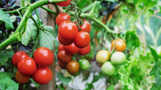 It’s Not Too Late to Plant These Summer Fruits and Vegetables
