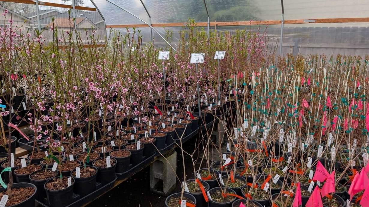 Samsung Galaxy Tab S10 FE