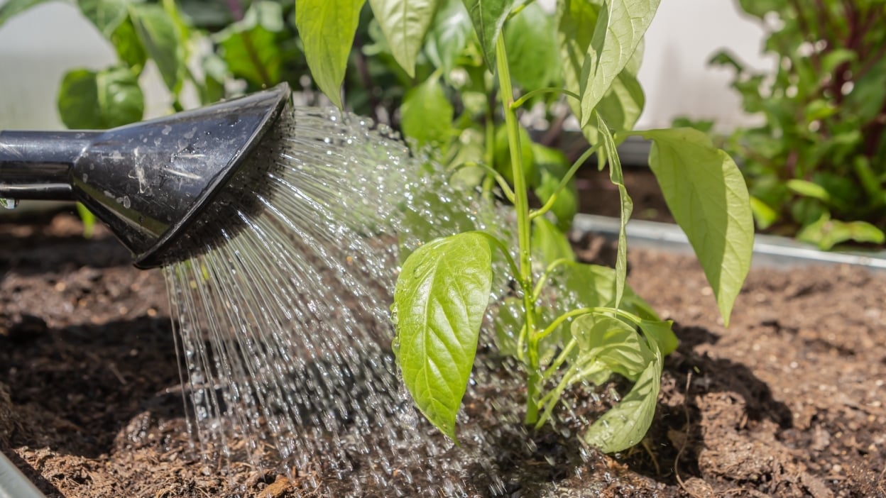 Samsung Galaxy Tab S10 FE