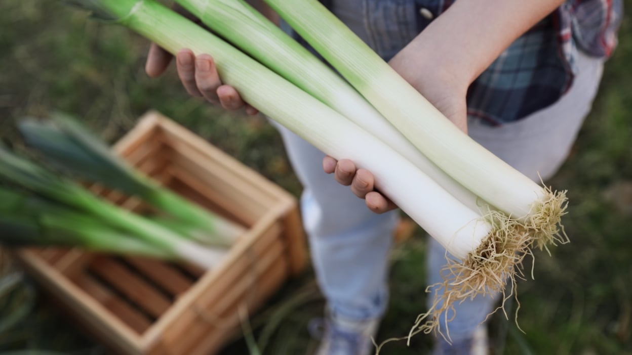 Samsung Galaxy Tab S10 FE